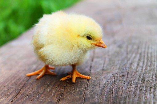 VLB en Belastingdienst akkoord over afschrijving varkens- en pluimveerechten