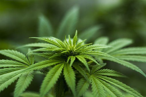 Kosten zelfgekweekte cannabis aftrekbare zorgkosten
