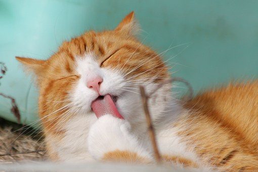De kat van Ome Willem… (deel 1)