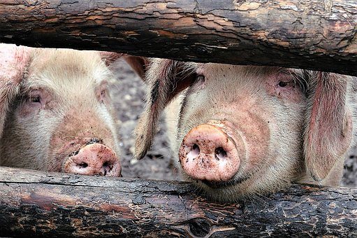 Denk aan fiscale aspecten subsidieregeling sanering varkenshouderijen