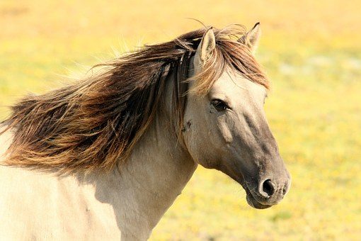 Verkoopwinst paard geen row – geen bron van inkomen