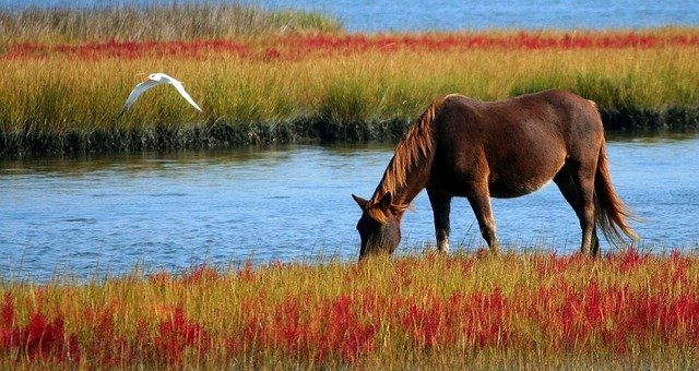 Paardenwinst en row (2) – omgaan met commissie