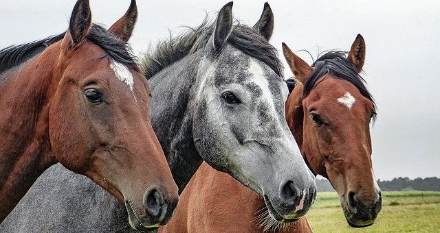 Paardenwinst en row (1) – kijk naar de intentie bij aankoop