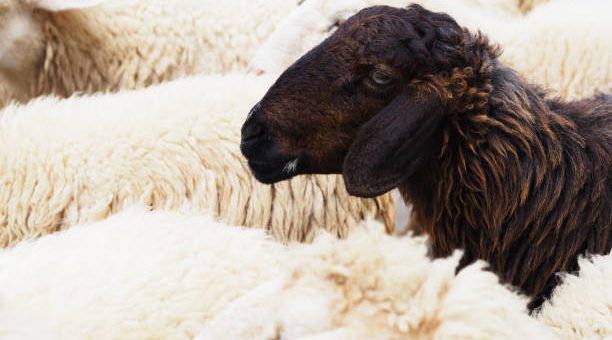 De legitieme portie – welke giften neem je mee?