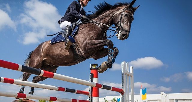 Geen nultarief bij uitvoer doorverkocht springpaard
