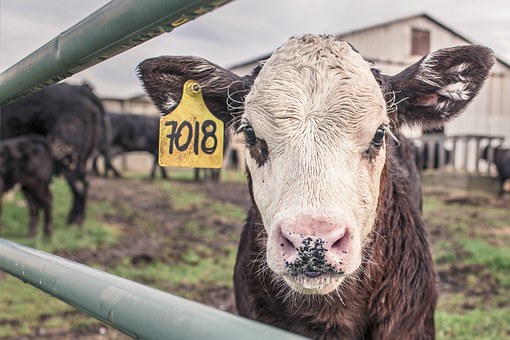 Onderzoek naar fiscale knelpunten bij bedrijfsbeëindiging veehouderij