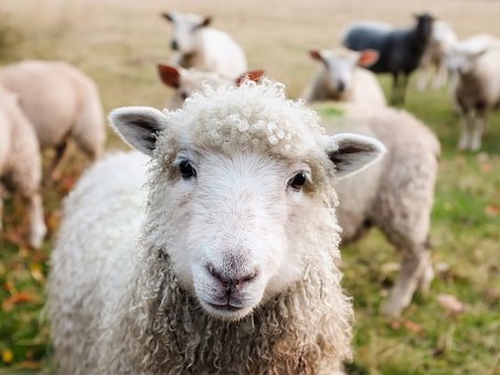 Bedrag ineens – een wolf in schaapskleren?
