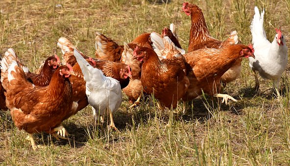 Overgang poeliers naar BpF Slagers (voorlopig) van de baan