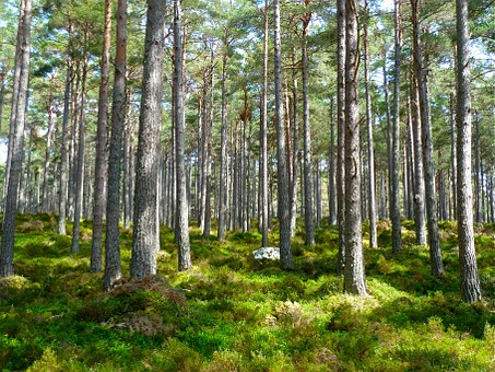 Slechts beperkte landbouwvrijstelling bij overgang naar bosbouw