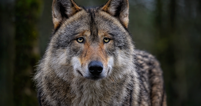Wolf in schaapskleren