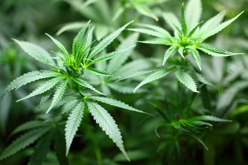 Met coffeeshop behaalde winst in goede justitie vastgesteld – vergrijpboete vernietigd