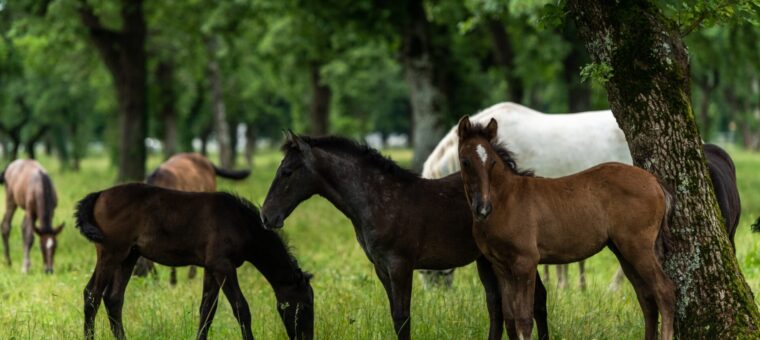 Foutief belaste verkoop opfokpaarden in Polen – btw-naheffing deels teruggedraaid