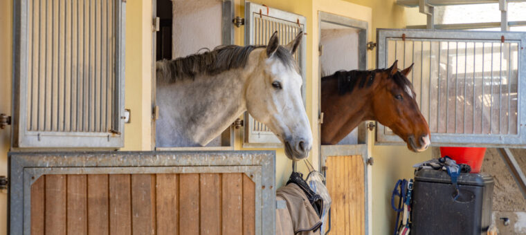 Paardenhandel dierenarts is onderneming – navorderingsaanslagen terecht