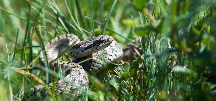 De adders onder het gras bij een tweetrapstestament