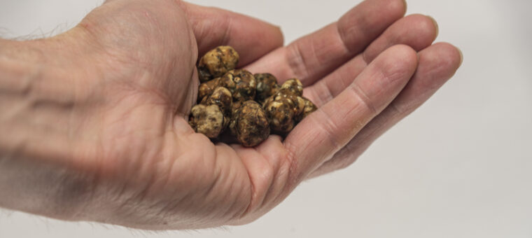 Magische truffels geen voedingsmiddel – toepassing 9%-btw-tarief terecht geweigerd