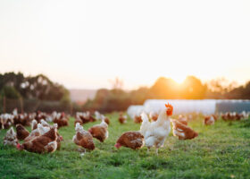 Afroming varkens- en pluimveerechten opnieuw in beeld
