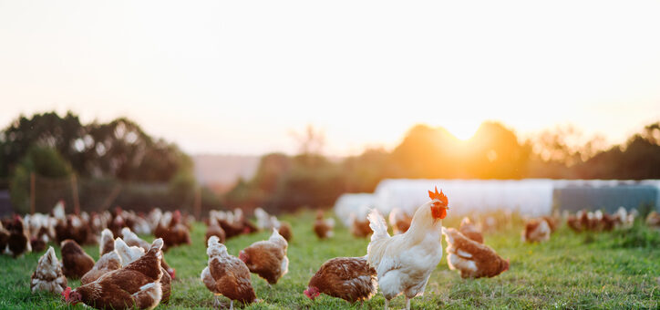Afroming varkens- en pluimveerechten opnieuw in beeld